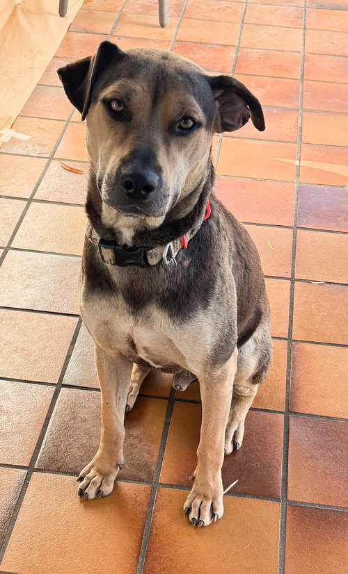 BUDDY - COURTESY POST - Beagle / Boxer available for adoption