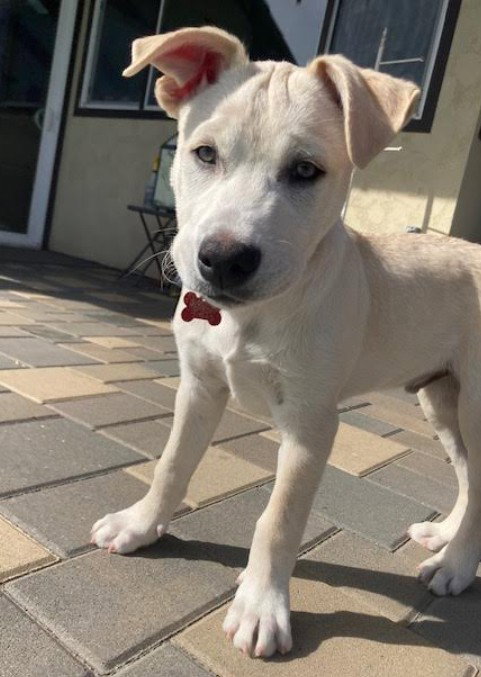 Elliott