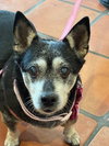 Willow (Chihuahua) - Photo 4