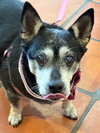 Willow (Chihuahua) - Photo 5