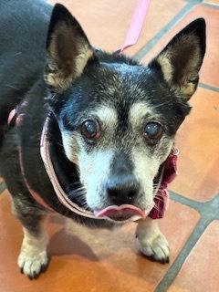 Willow (Chihuahua)