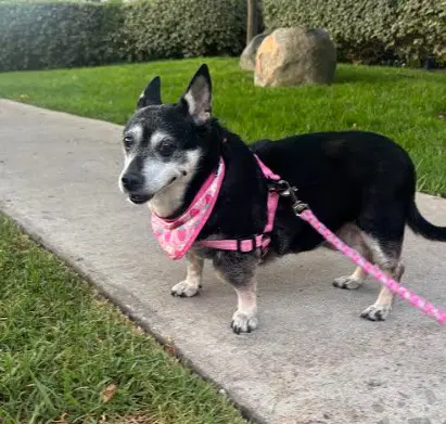 Willow Chihuahua - Chihuahua