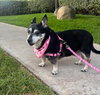 Willow (Chihuahua) - Photo 1
