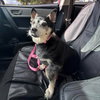 Willow (Chihuahua) - Photo 2