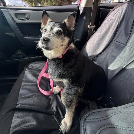 WILLOW (CHIHUAHUA) - Chihuahua available for adoption