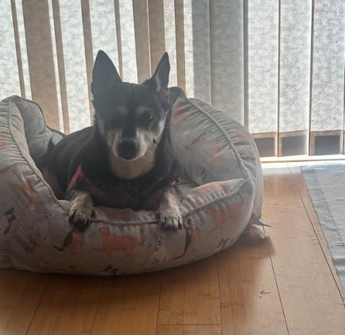 Willow (Chihuahua) — thumbnail 3