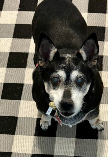 Willow (Chihuahua), an adoptable Chihuahua in San Diego, CA