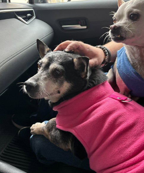 Willow (Chihuahua), photo 4