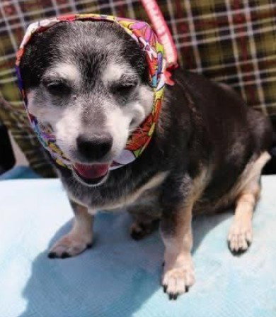 Willow (Chihuahua), photo 3