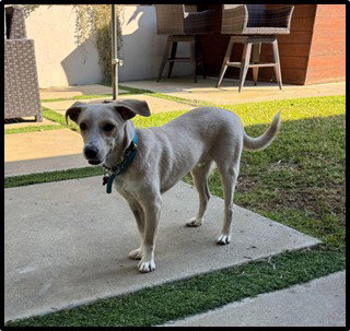 INDIGO - Chihuahua / Terrier available for adoption