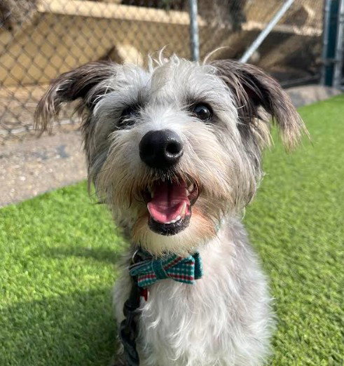 Terrier