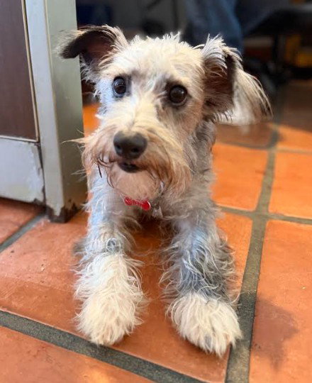 BOW - Cairn Terrier / Schnauzer available for adoption
