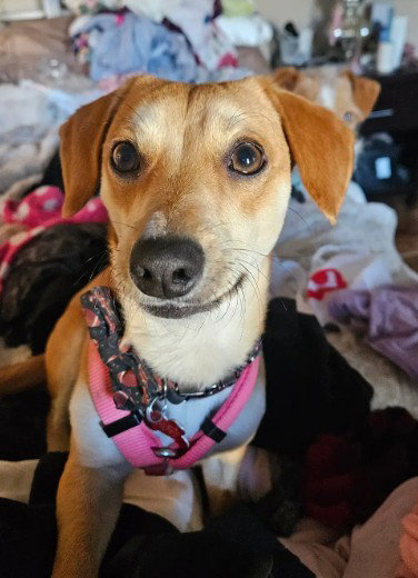 ATLAS - Chihuahua available for adoption