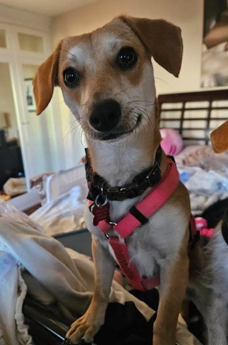 ATLAS - Chihuahua available for adoption