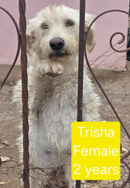 Trisha