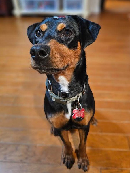 Frieda