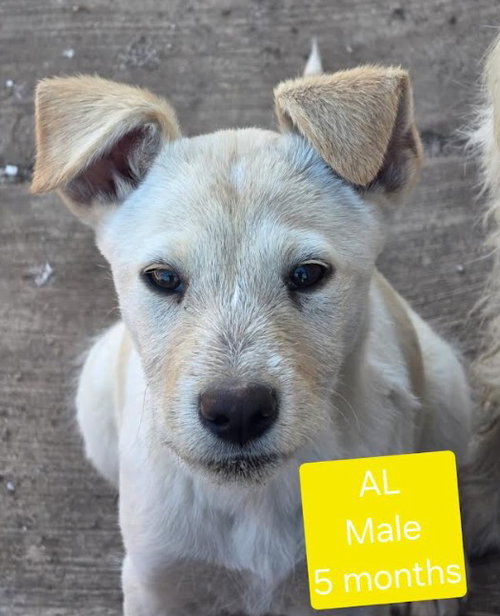 Al — thumbnail 6
