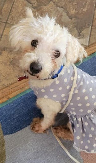 Sammy