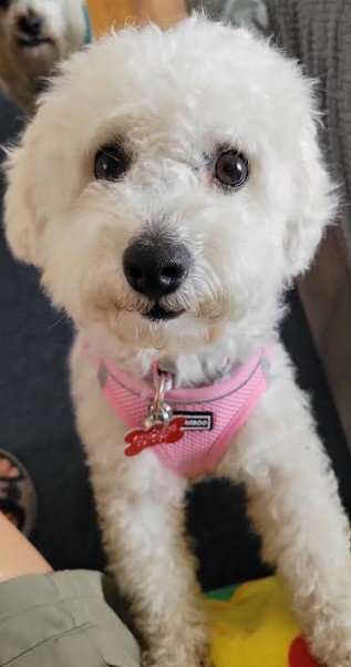 Sammy, an adoptable Poodle in San Diego, CA