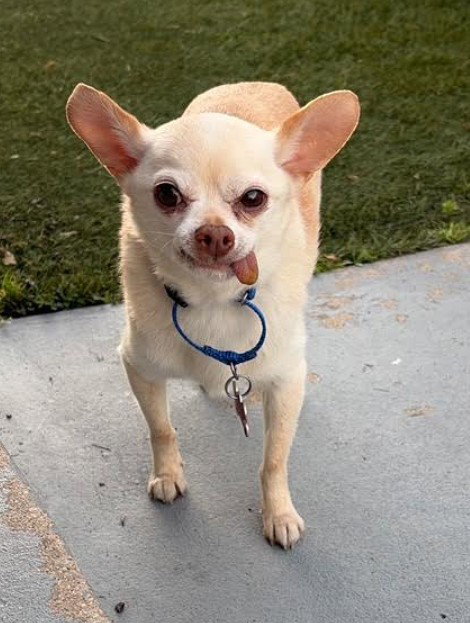 Diego, an adoptable Chihuahua in San Diego, CA