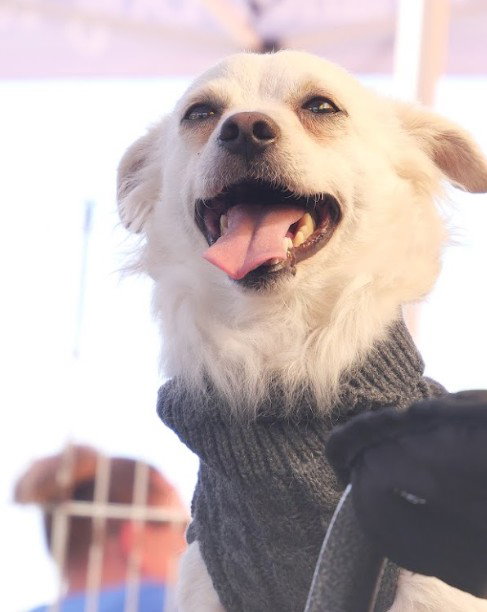 Chihuahua