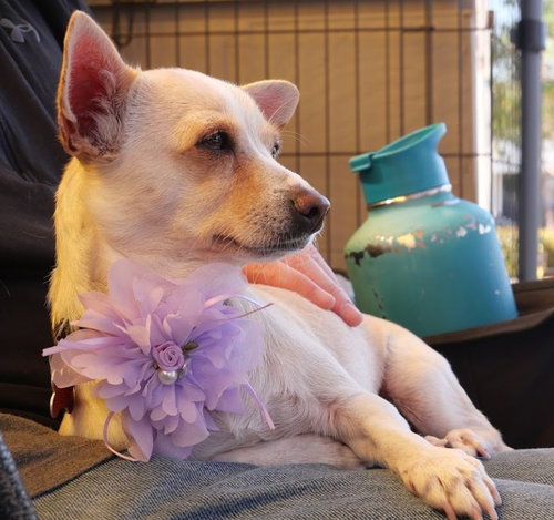Celeste, an adoptable Chihuahua in San Diego, CA