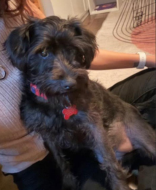 Pippa Image