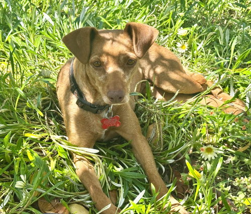Lila, an adoptable Beagle in San Diego, CA