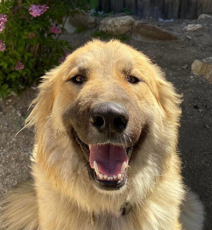 Abby - Courtesy Post Image