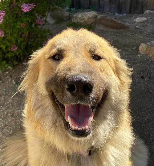 Abby - Courtesy Post