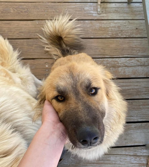 Abby - Courtesy Post — thumbnail 3