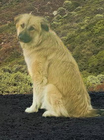 Abby - Courtesy Post — thumbnail 4