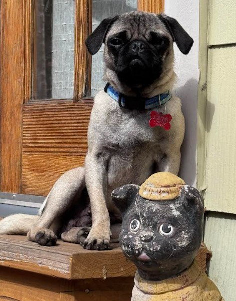 Molly, an adoptable Pug in San Diego, CA