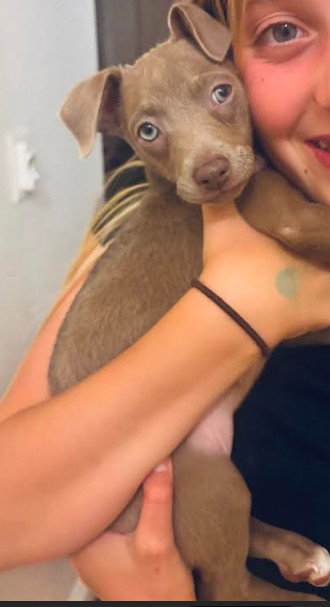 Lisette, an adoptable Chihuahua in San Diego, CA