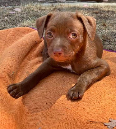 Leo, an adoptable Chihuahua in San Diego, CA