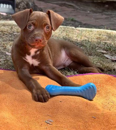 Lorenzo, an adoptable Chihuahua in San Diego, CA