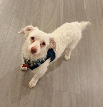 Manny, an adoptable Poodle in San Diego, CA