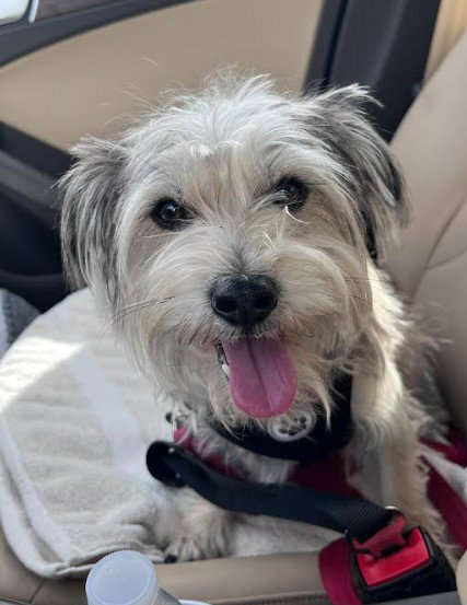 Brian, an adoptable Yorkshire Terrier Yorkie in San Diego, CA