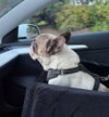 Oscar - Photo 4