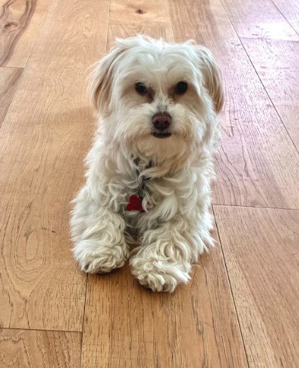Boots, an adoptable Maltese in San Diego, CA