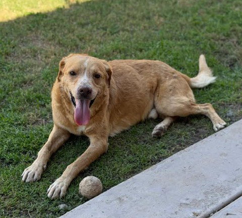Sanders, an adoptable Labrador Retriever in San Diego, CA
