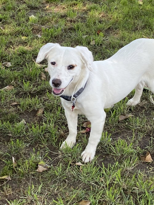 Cora, an adoptable Labrador Retriever in San Diego, CA