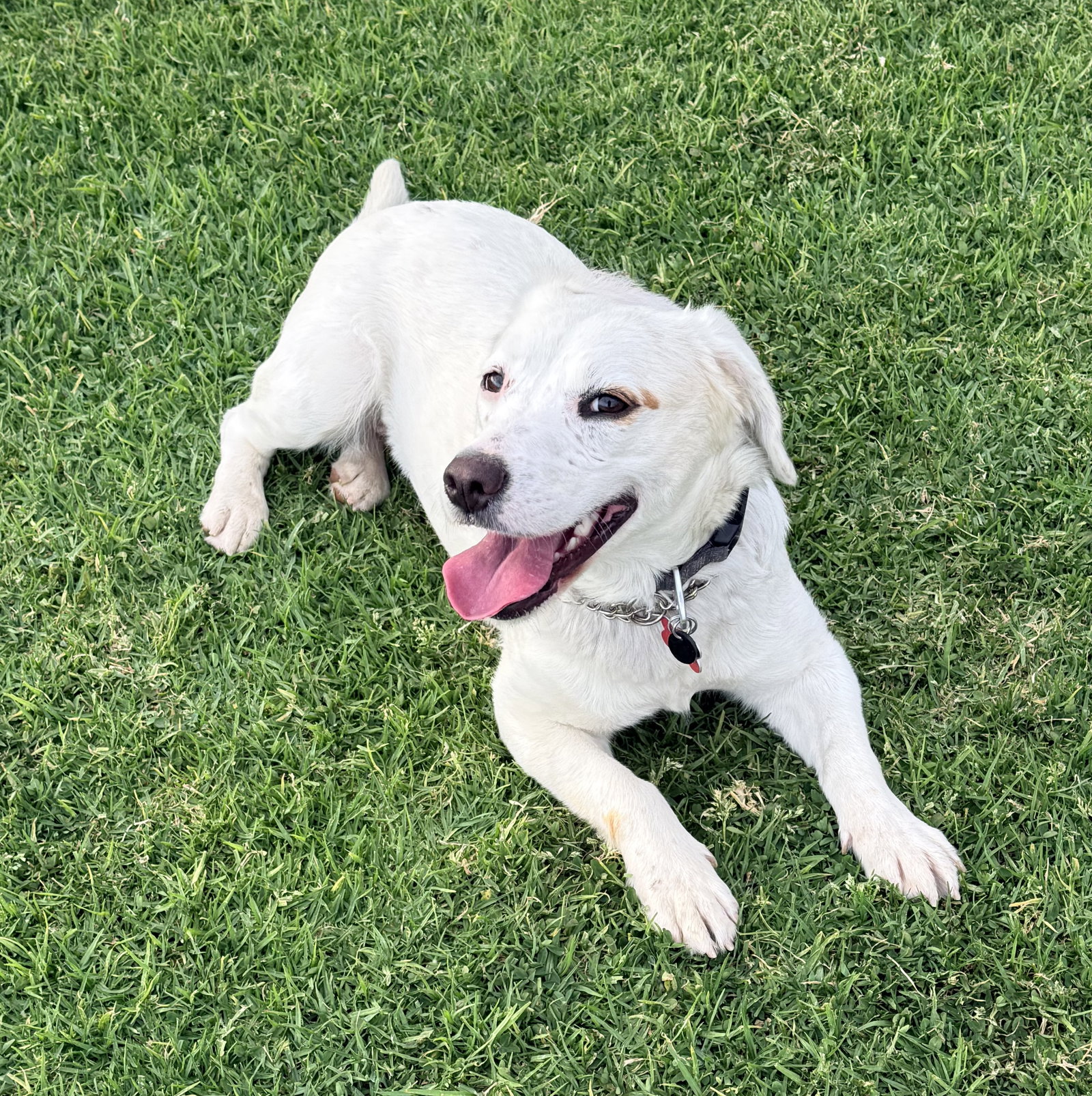 Labrador Retriever
