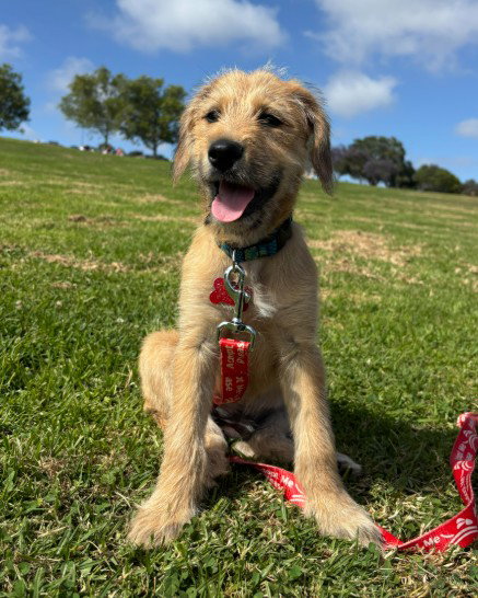 Katsu, an adoptable Labrador Retriever in San Diego, CA