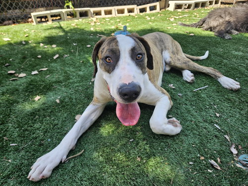 Roscoe, an adoptable Great Dane in San Diego, CA