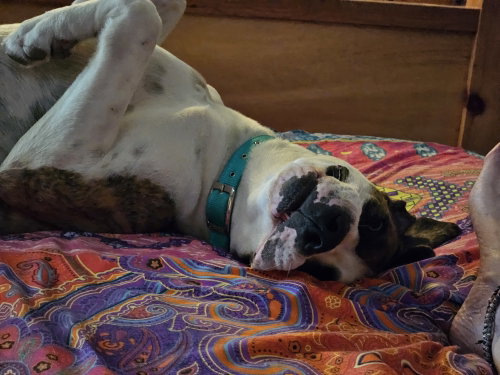 Roscoe photo 4