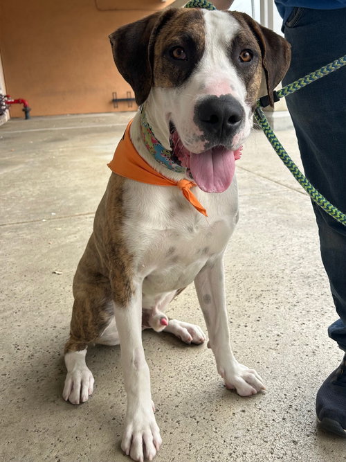 Roscoe, an adoptable Great Dane in San Diego, CA