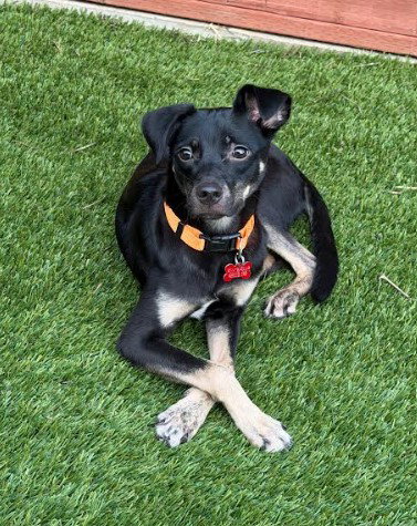 Kali, an adoptable Chihuahua in San Diego, CA