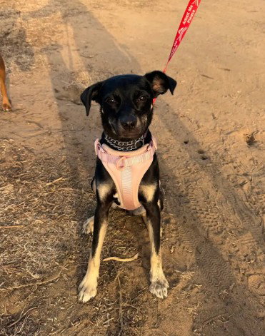 Kali, an adoptable Chihuahua in San Diego, CA