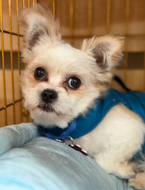 Sebastian, an adoptable Pekingese in San Diego, CA